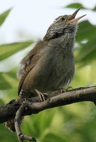 Sinaloa wren